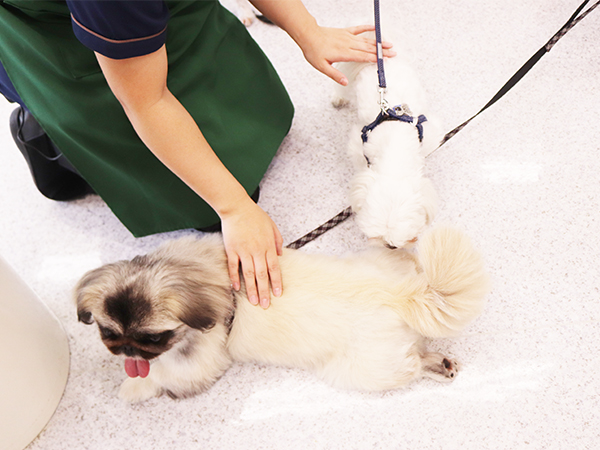 卒業生が里親犬と遊びに来てくれました☆